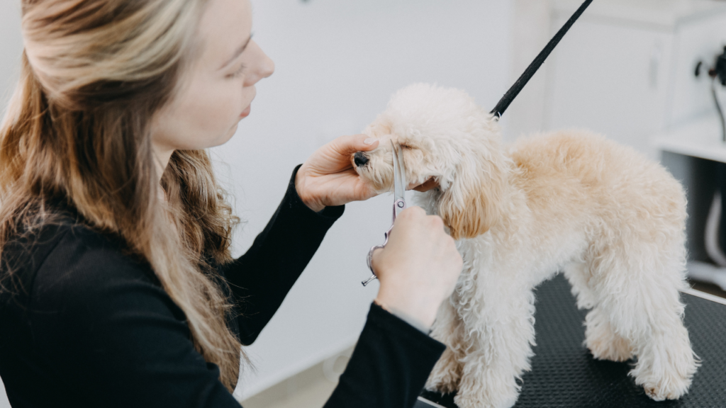 Toy poodle getting his hair cut at the groomer