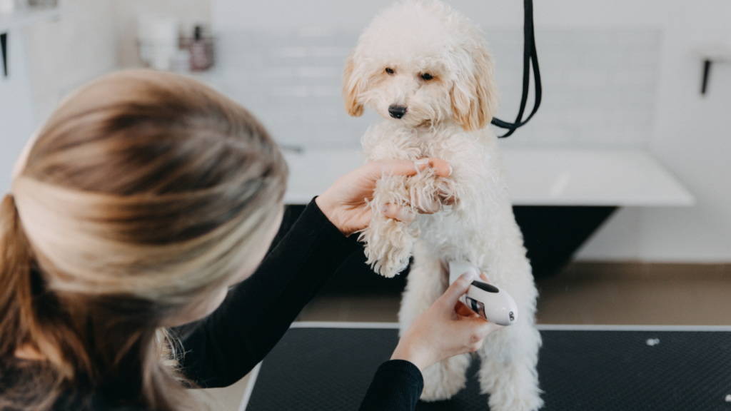 Trimming dog body with clipper, grooming puppy in salon. Professional animal care. Close-up poodle grooming