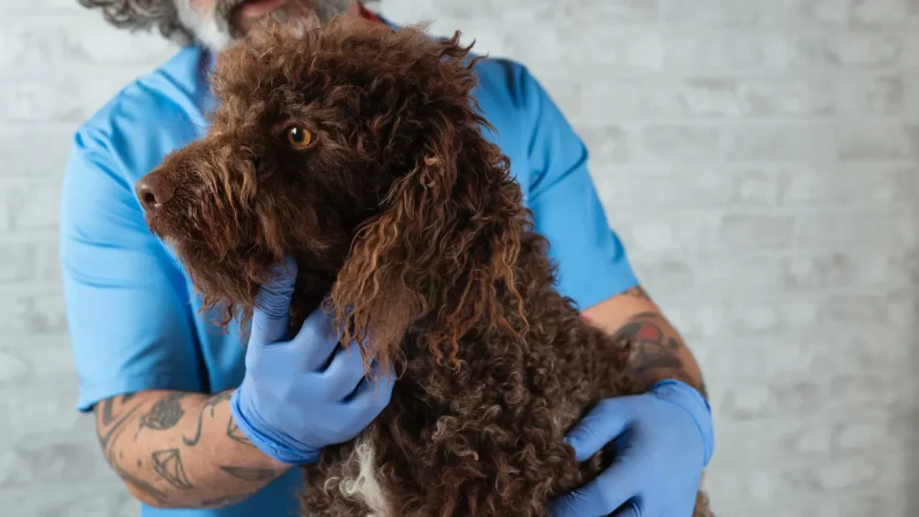 Veterinary Technician Examining a Dog