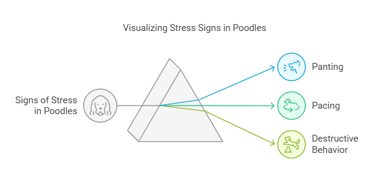 Visulizing Stress Signs In Poodles