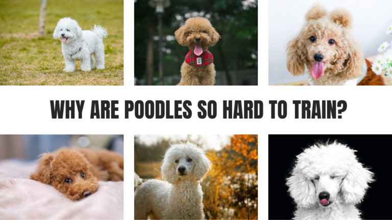 Why Are Poodles So Hard to Train