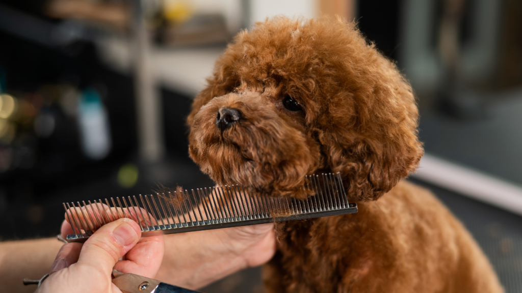 Woman trimming toy poodle with scissors in grooming salon