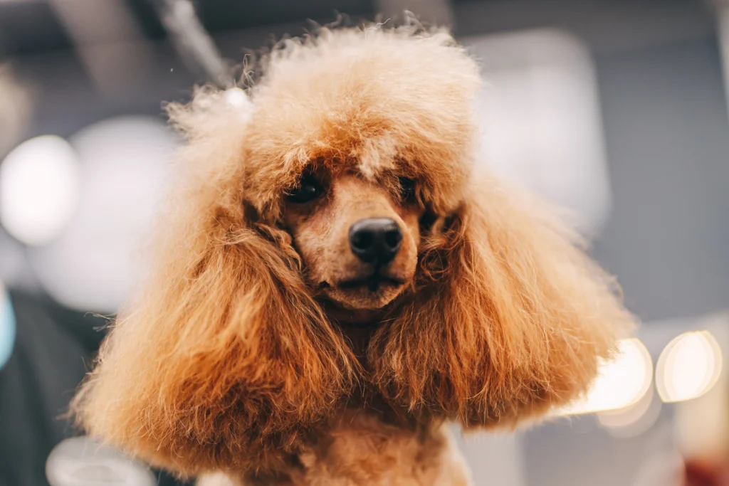 poodle haircut