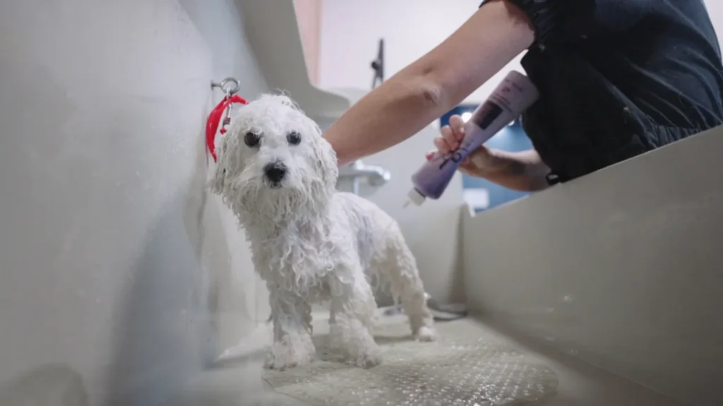 poodle in bathroom during washing